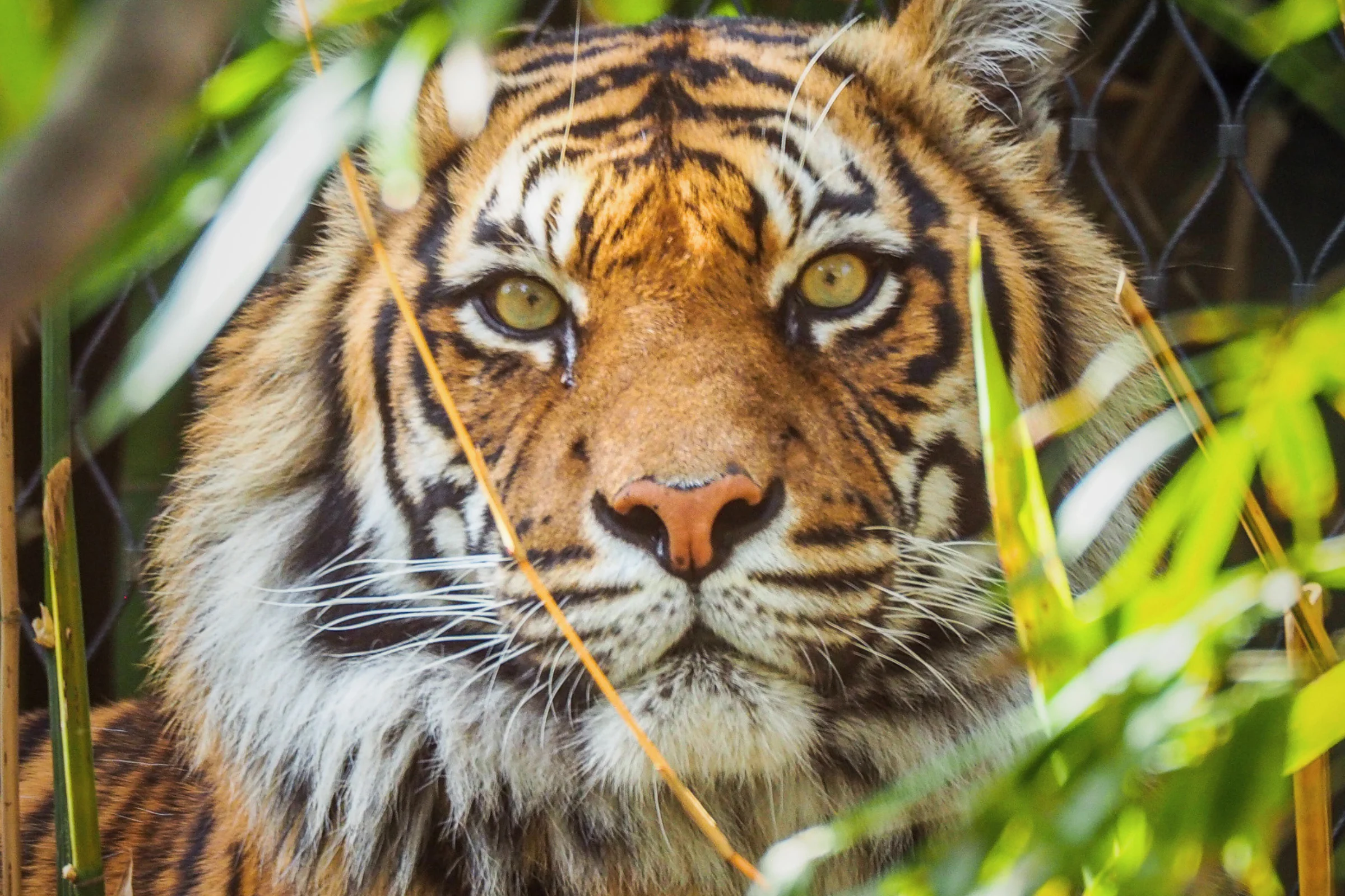 Le voyage safari tigre en Inde