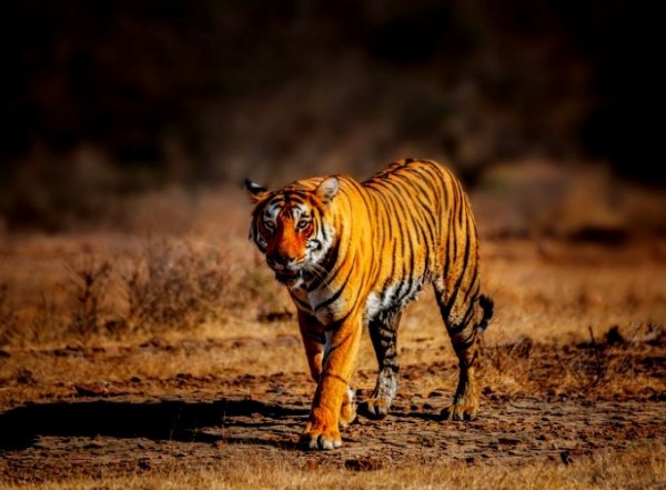 Voyage Jodhpur au Rajasthan avec la réserve des Tigres
